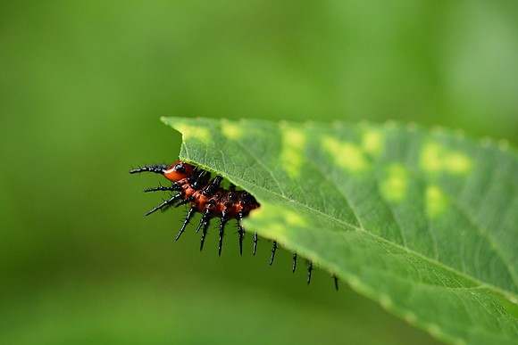 Gulf Fritillary Caterpillar