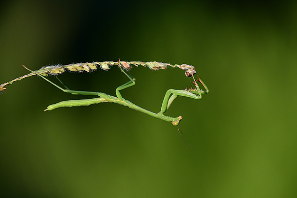 Carolina Mantis