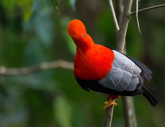 Andean Cock-of-the-rock