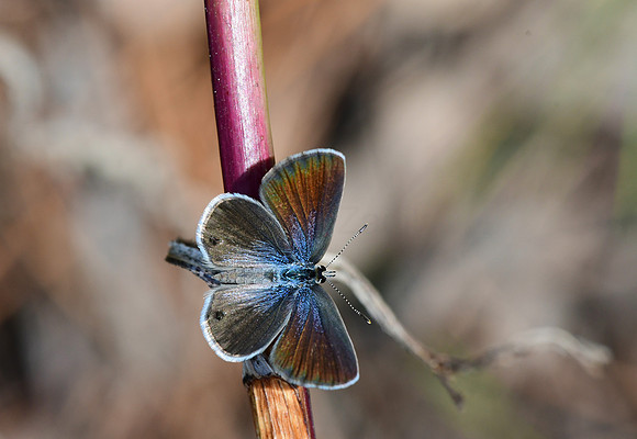 Ceraunus Blue