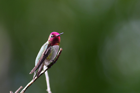 Anna's Hummingbird