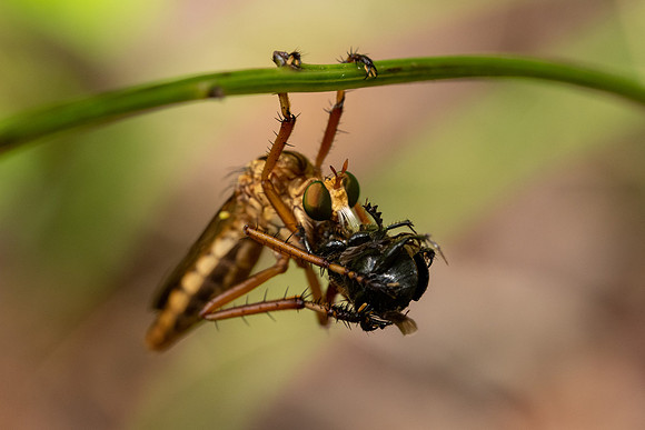 Hanging Thief
