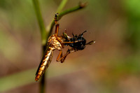 Hanging Thief
