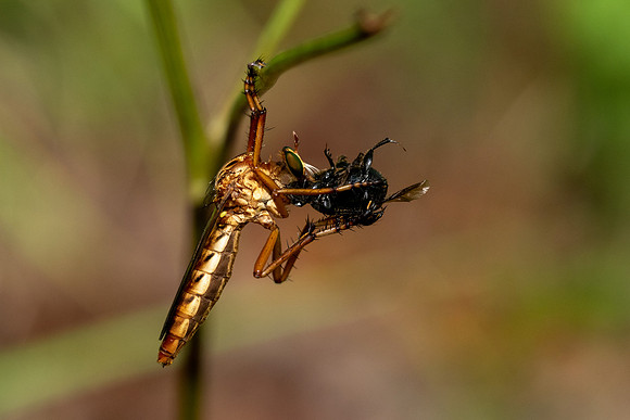 Hanging Thief
