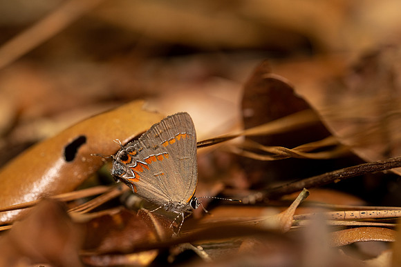 Red Banded Hairstreak