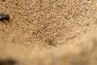 Antlion