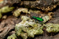 Six-spotted Tiger Beetle