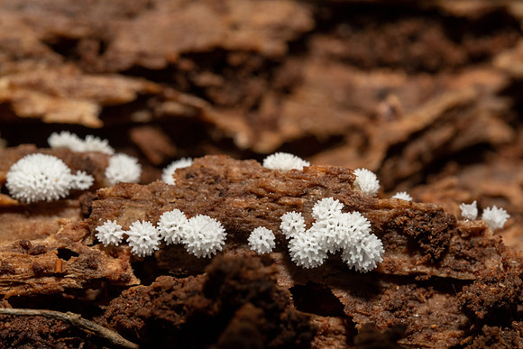 Coral Slime Mold