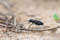 Punctured Tiger Beetle