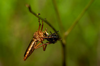 Hanging Thief