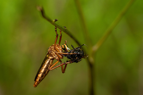 Hanging Thief