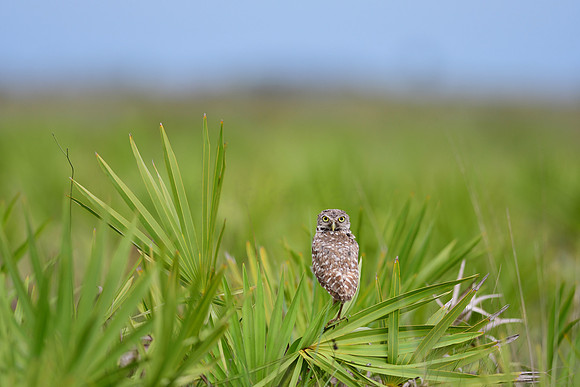 Burrowing Owl