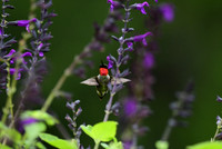 Ruby-throated Hummingbird