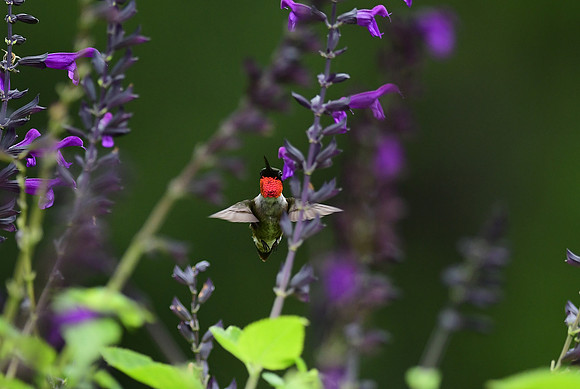 Ruby-throated Hummingbird