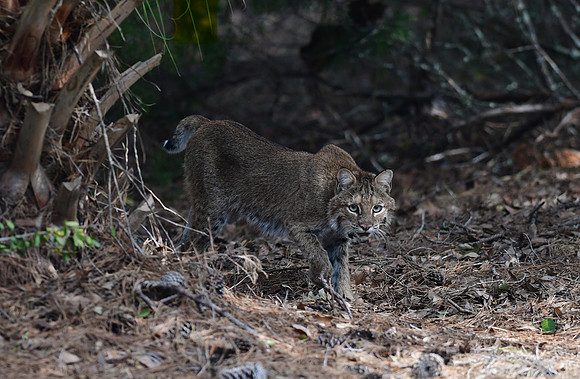 Bobcat