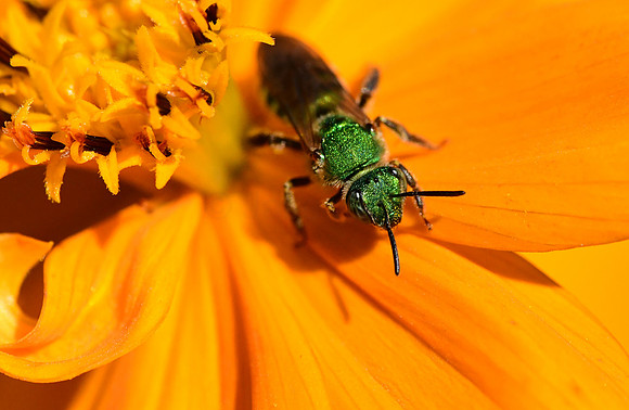 Silky-striped Sweat Bee