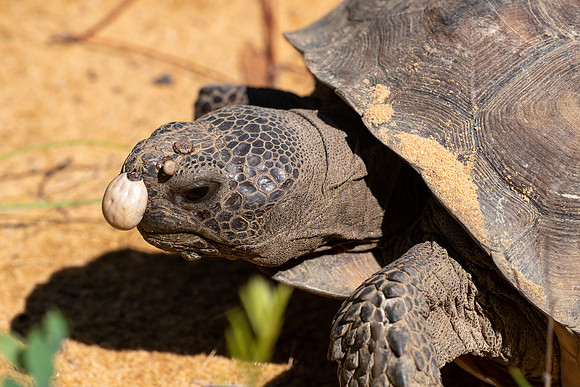 Gopher Tortoise and Gopher Tortoise Ticks