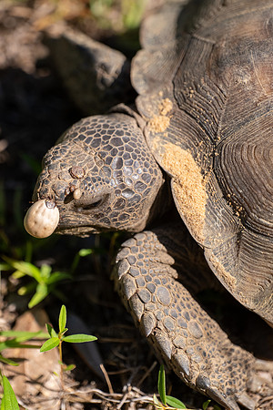 Gopher Tortoise and Gopher Tortoise Ticks