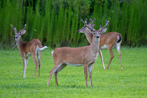 White-tailed Deer