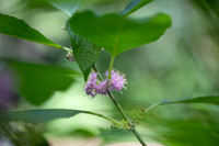 American Beautyberry