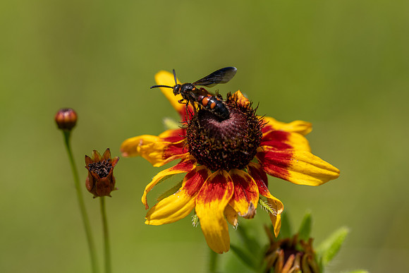 Scoliid Wasp
