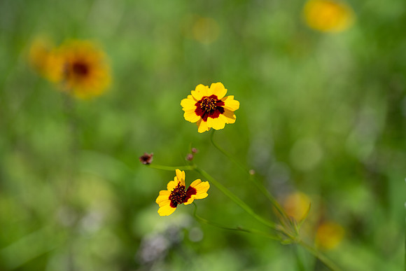 Coreopsis