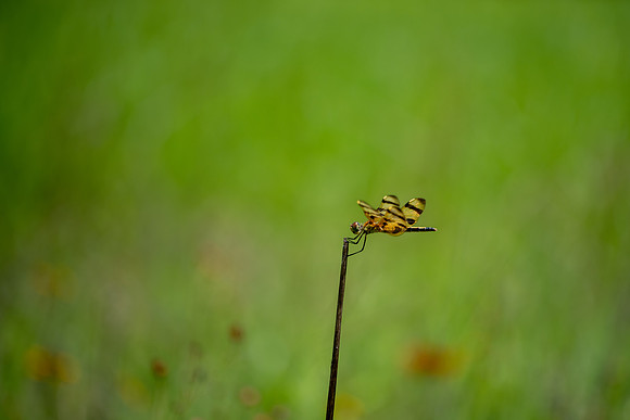 Halloween Pennant