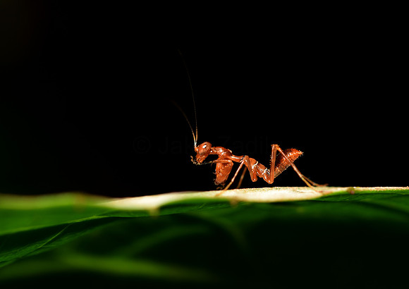 Ant Mimic Mantis