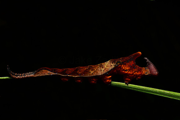 Archaeoprepona sp.