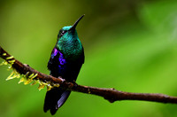 Green Crowned Woodnymph