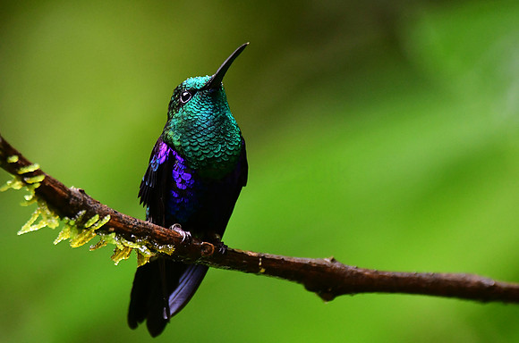 Green Crowned Woodnymph