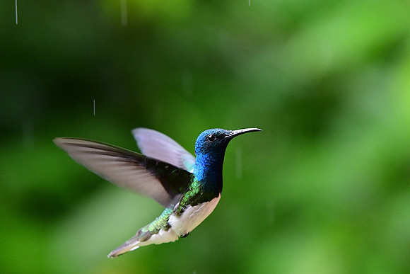 White-necked Jacobin