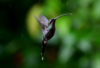 White-whiskered Hermit