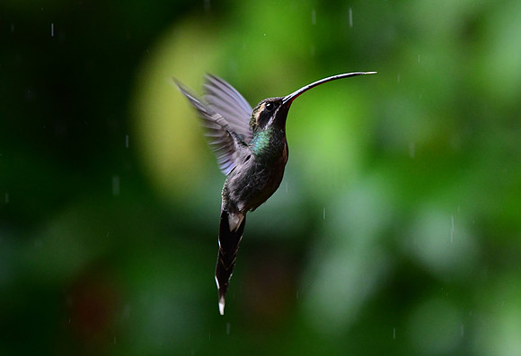 White-whiskered Hermit