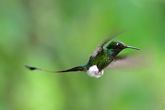 Booted Racket-tail