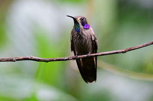 Brown Violetear