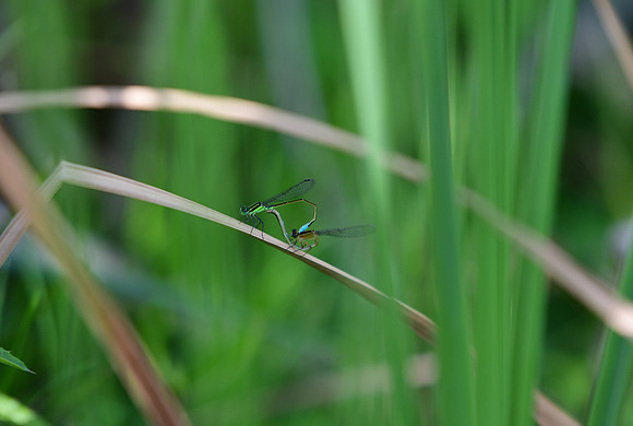 Rambur's Forktail mating