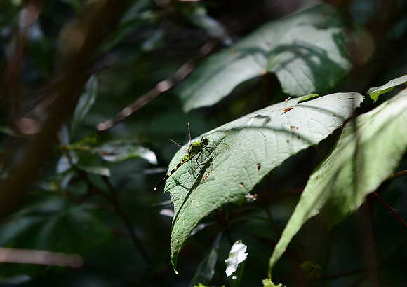 Eastern Pondhawk Basking in the Swamp