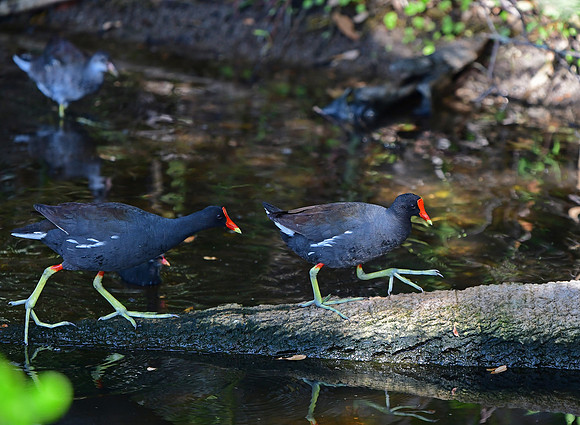 Common Gallinules Adults