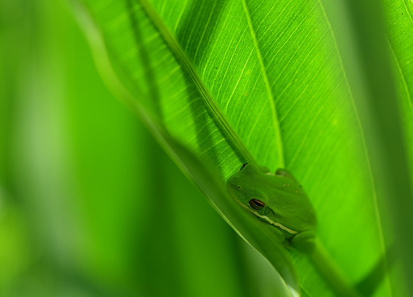 Green Treefrog