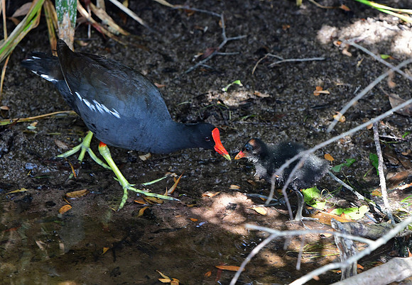 Common Gallinule Adult and Chick