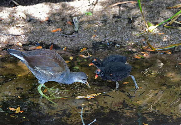 Common Gallinule Older Sibling feeding Younger Siblings