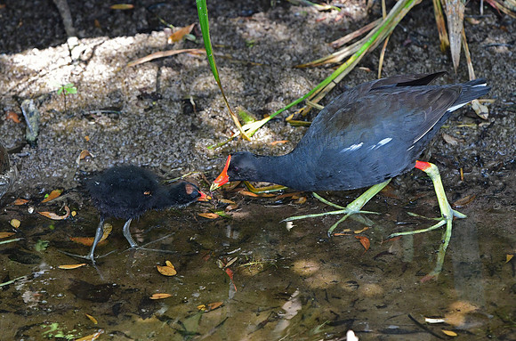 Common Gallinule Adult and Chick 2