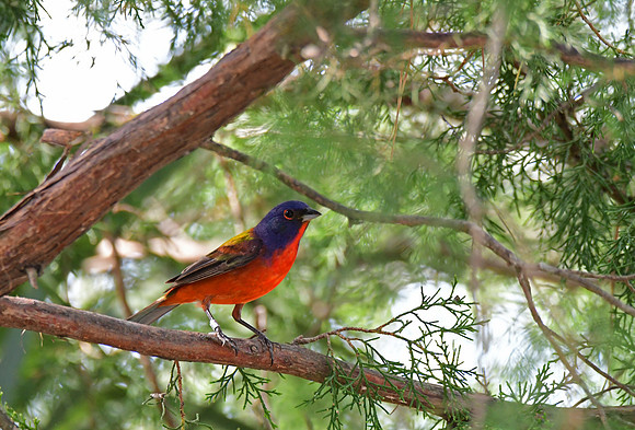 Painted Bunting