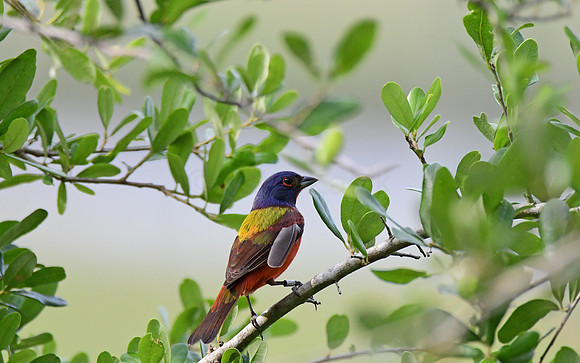 Painted Bunting 2