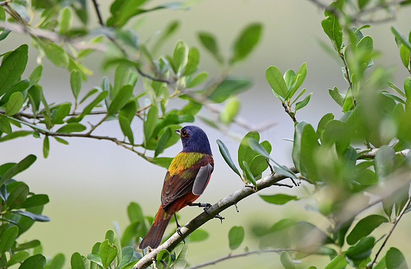 Painted Bunting 3