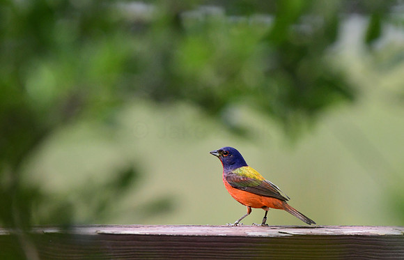 Painted Bunting 4