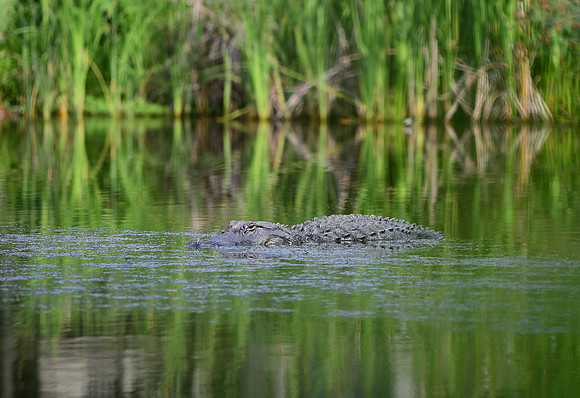 American Alligator
