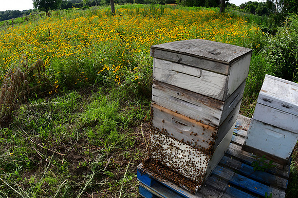 Bee Box
