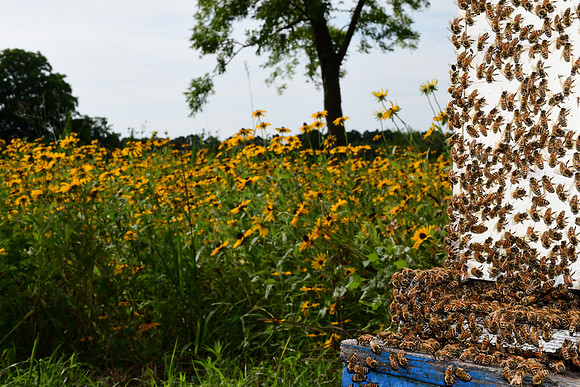 Bee Box Close up